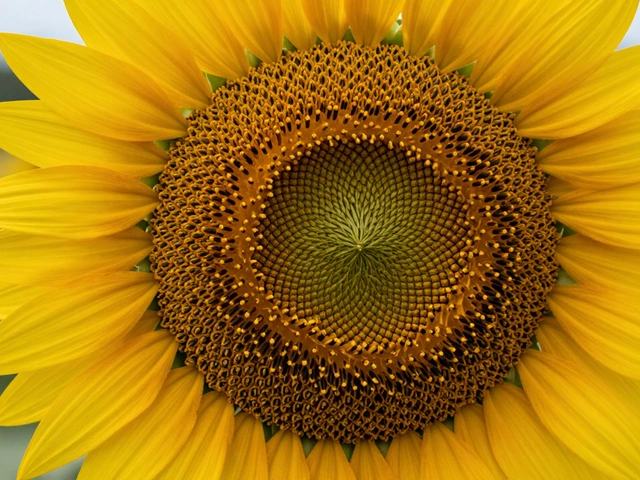 What is the Fibonacci Sequence in Art? A Guide to Mathematical Beauty